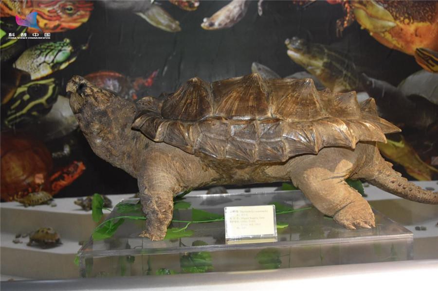 鳄龟和人亲吻视频,与乌龟接吻