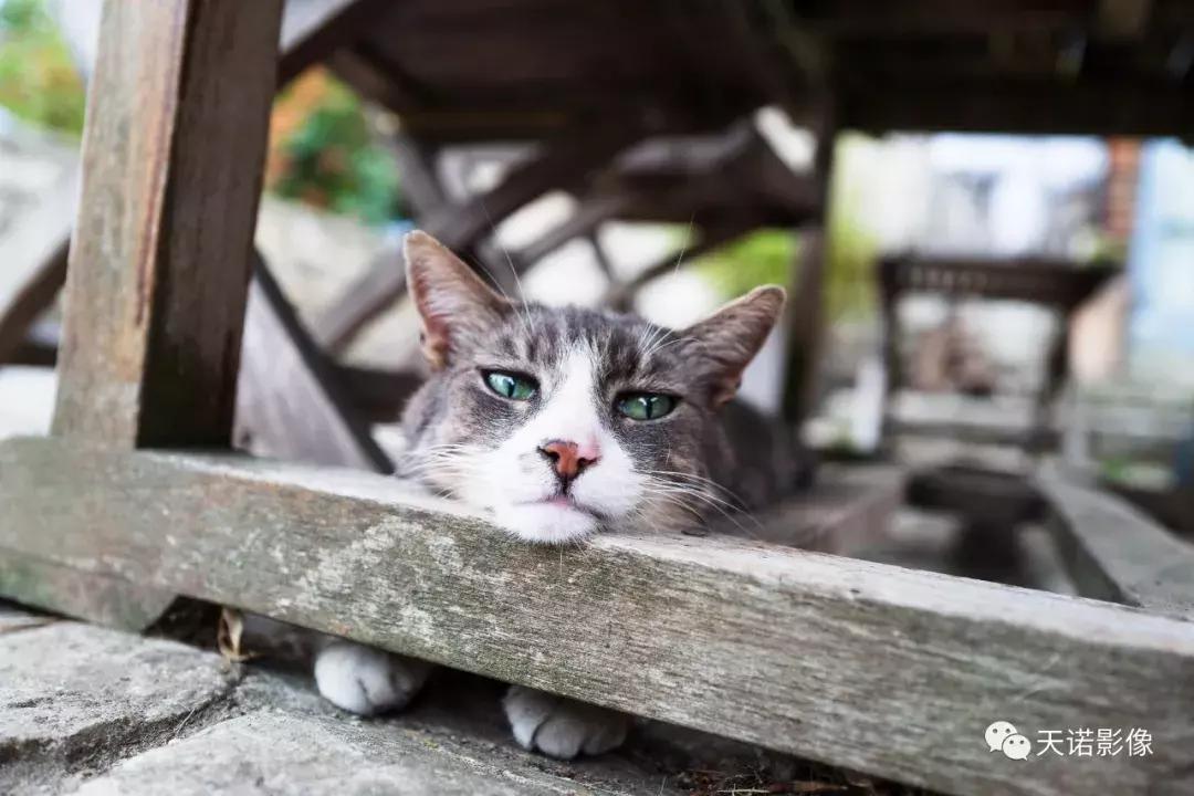 徕卡q116欧洲售价,徕卡qtyp116相机怎么样