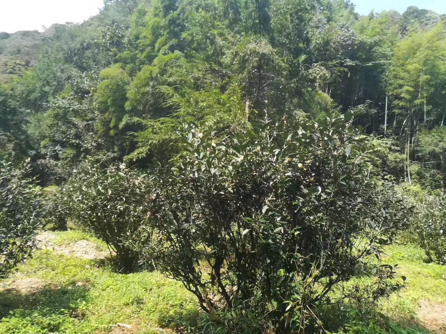 探秘长寿村里的长寿秘密,你知道长寿村的人为啥长寿吗