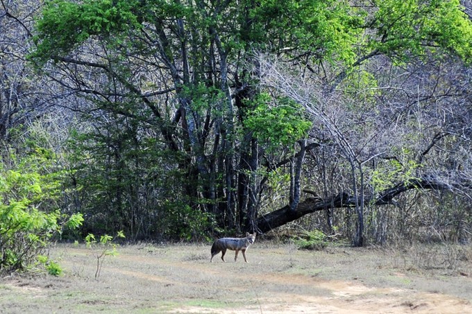 人文摄影斯里兰卡,锡兰风景