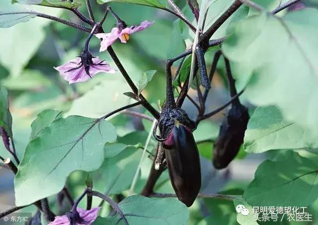 治作物病毒病的有什么好药吗,牛皮癣的真菌感染怎么治疗