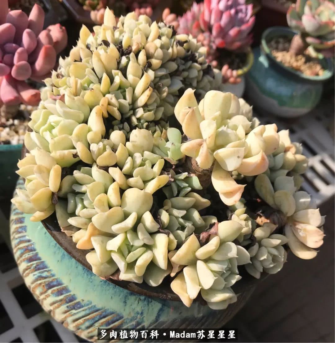 养多肉就是在不断折腾中寻找快乐,养多肉是我坚持做的最久的一件事