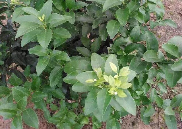 柑橘幼树开花时长虫怎么办,柑橘幼树开花解决办法