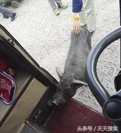 藏香猪卡C位的另类奋斗史