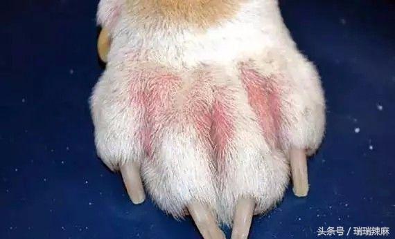 新手养宠:狗狗出现皮肤病怎么解决?