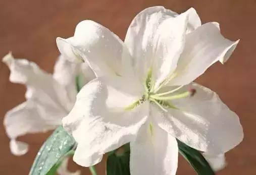 世界各国国花国鸟国树,世界各国的国花完整版