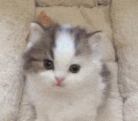 “如果被萌坏了,我帮你叫110救护车!”