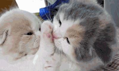 “如果被萌坏了,我帮你叫110救护车!”