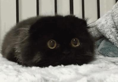 “如果被萌坏了,我帮你叫110救护车!”