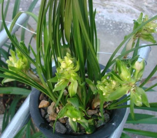 蝴蝶兰花养殖方法和注意事项大全,蝴蝶兰花换盆每天最好是什么时间