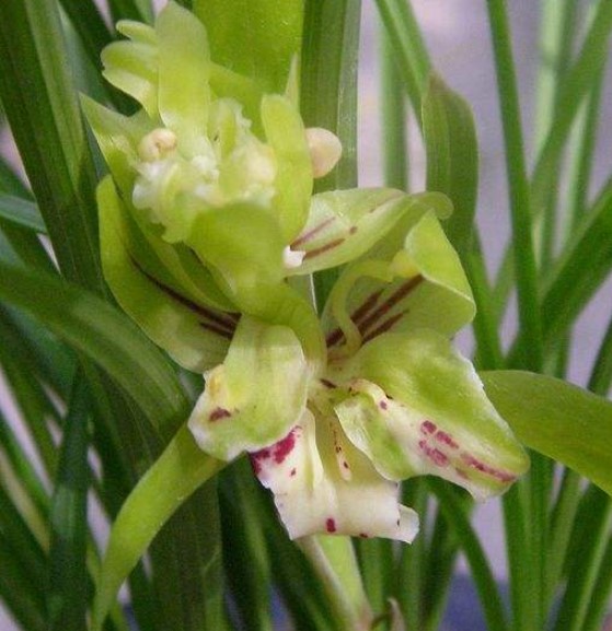 蝴蝶兰花养殖方法和注意事项大全,蝴蝶兰花换盆每天最好是什么时间