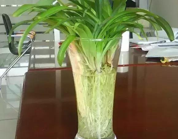 水培植物怎么养不会烂根叶黄,水培植物怎样养长得快又好养