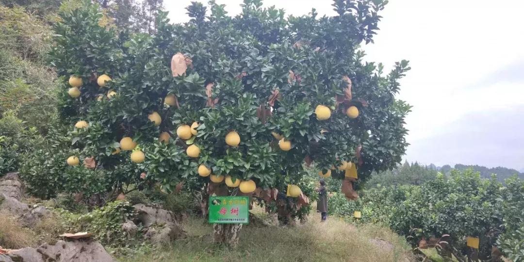 宣恩县县长宣传贡水白柚,恩施宣恩贡水白柚