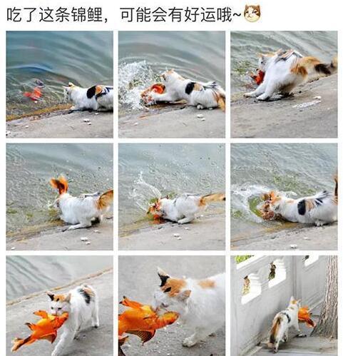 转发锦鲤到底好不好,日常迷信好运扑面而来