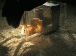 臻迪百科（014）｜章鱼这家伙没准比你还聪明