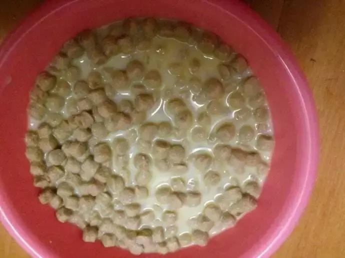 泰迪挑食不吃狗粮饿了三天吐黄水,8个月泰迪挑食不肯多吃怎么办呀