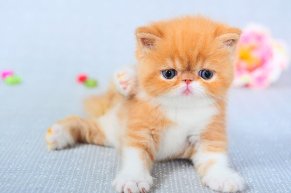 收藏备用猫咪常见疾病预防与急救,猫的知识猫咪饮食常见病症