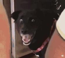 代购国外保健品安全吗,新加坡旅游违禁药品