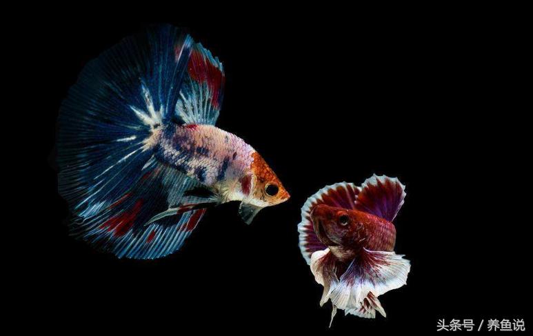 净水细菌和硝化细菌,硝化细菌未完善该怎么办