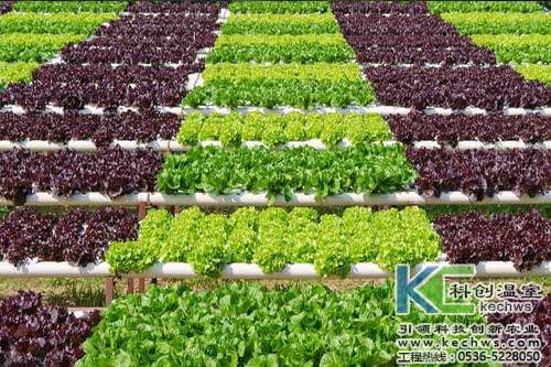 大阳台无土栽培蔬菜,室内阳台立体无土栽培菜园视频