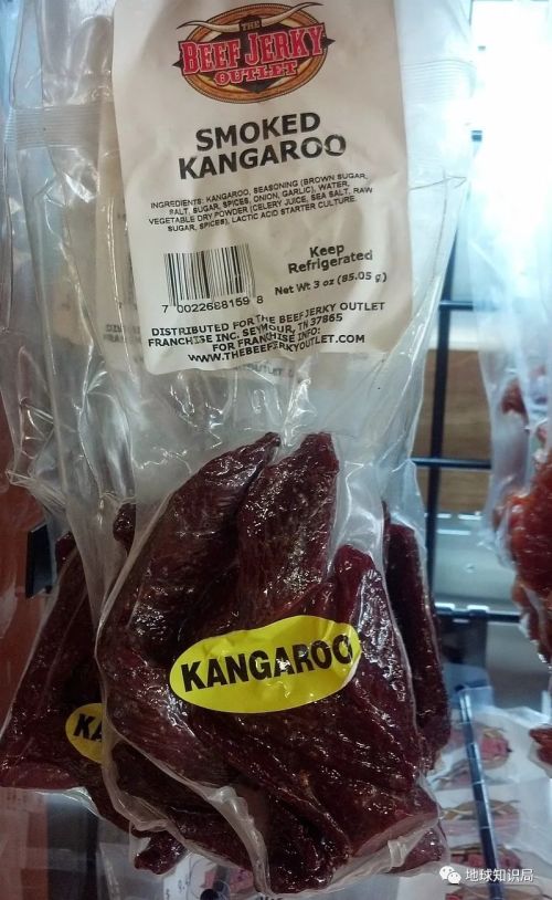 袋鼠能不能吃食物,巨型袋鼠吃什么