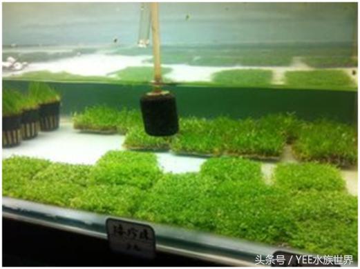 矮珍珠养护注意事项,矮珍珠草坪造景