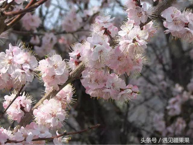 伊犁最美旅游风景区,伊犁旅游攻略探索最美风光