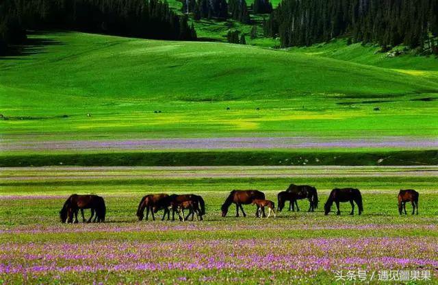 伊犁最美旅游风景区,伊犁旅游攻略探索最美风光