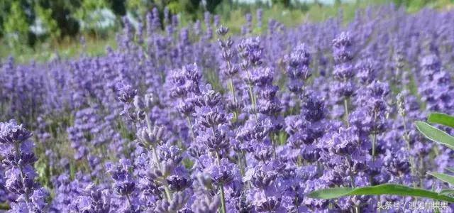 伊犁最美旅游风景区,伊犁旅游攻略探索最美风光