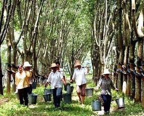 泰国oyasumy天然乳胶枕头,泰国乳胶枕头品牌ventry