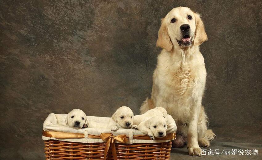 金毛*交犬**配需要注意些什么？