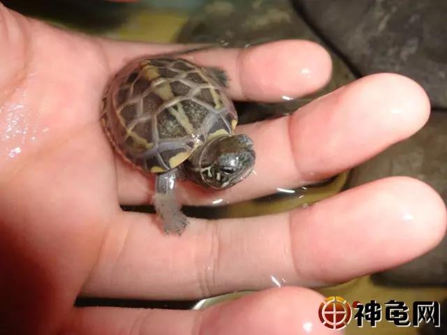 龟苗病,如何预防草龟苗应激