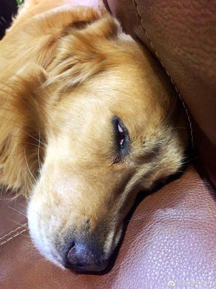 那些宠物的奇葩睡姿,最奇葩的宠物睡姿图