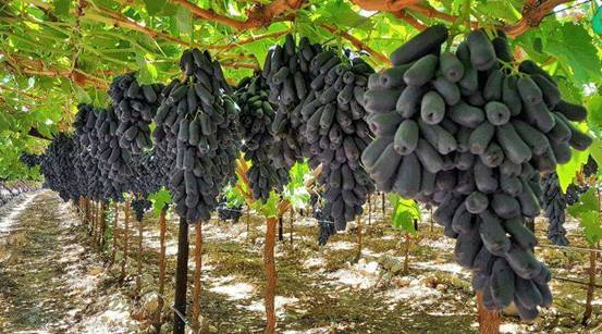 这种蓝宝石葡萄，又叫月光之泪（moondrops），你吃过吗