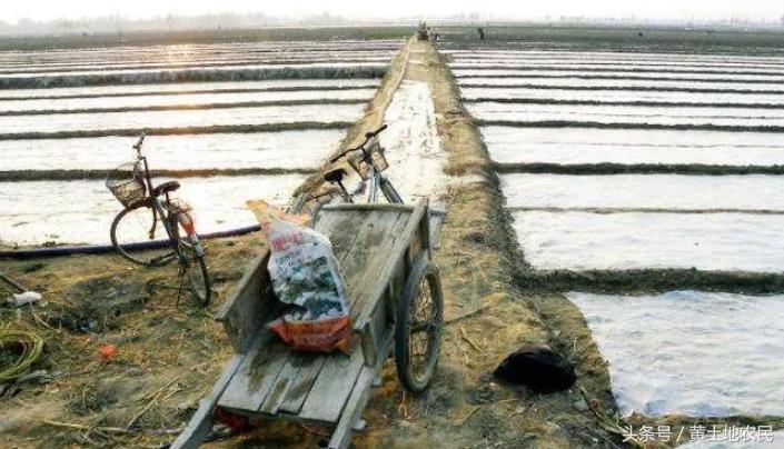 全球大蒜网2019年大蒜库存量,库蒜10年内大蒜价格曲线图