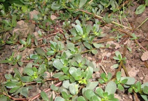 这些植物都是中药，你知道吗？