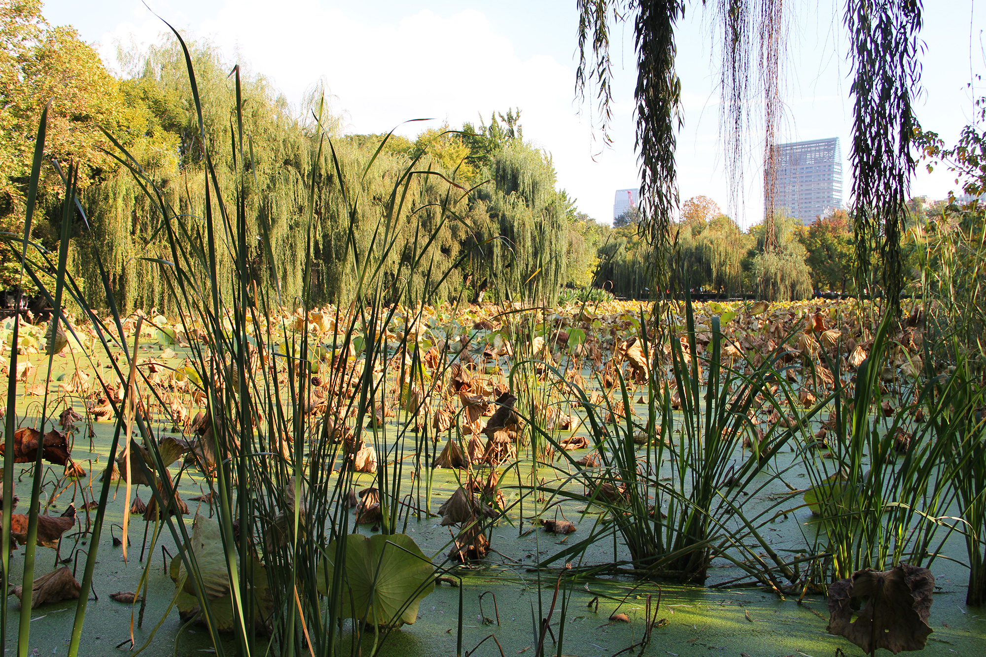 翠湖公园昆明最大的公园,翠湖公园是昆明哪个区