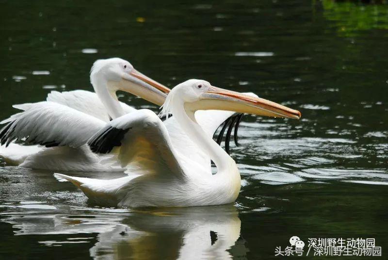 哪些动物名字容易读错,一般人都不知道的动物名字