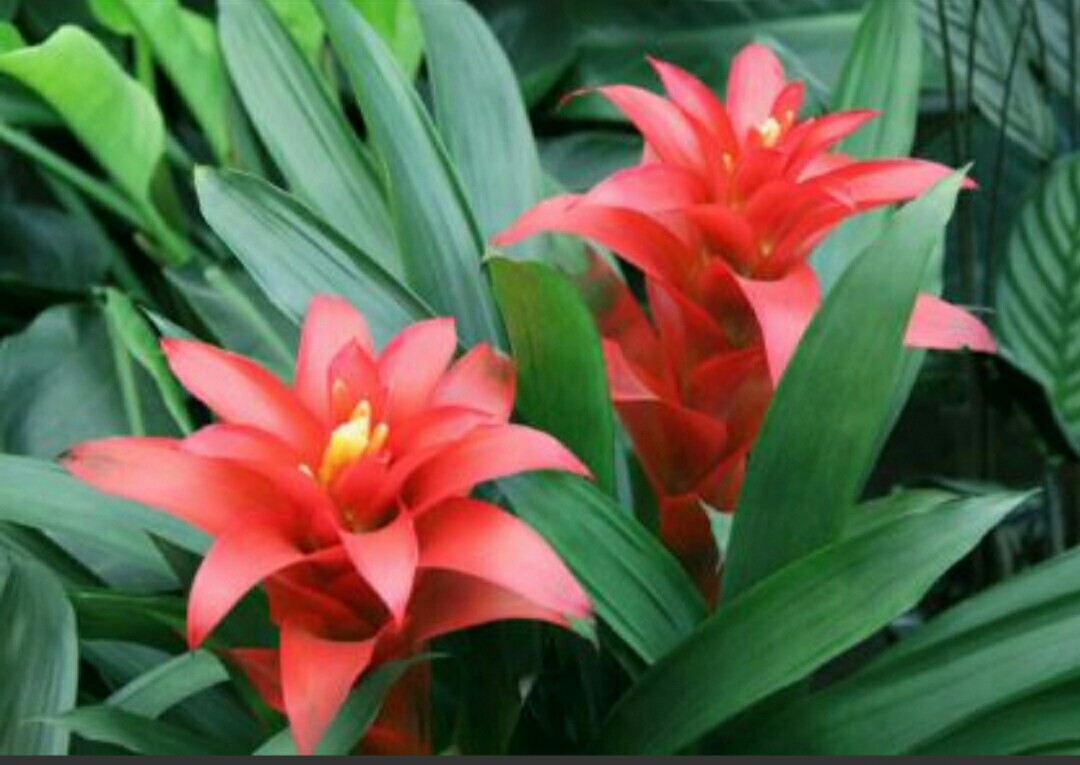 鸿运当头黄叶焦尖什么原因导致的,鸿运当头出现了黄叶干叶怎么防治