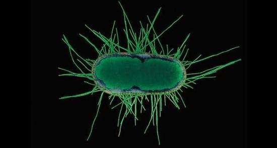 抑制食欲哪种黑巧克力好,百分百黑巧克力真的可以抑制食欲