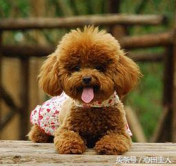 家养泰迪都是什么品种,常见家养宠物犬大全