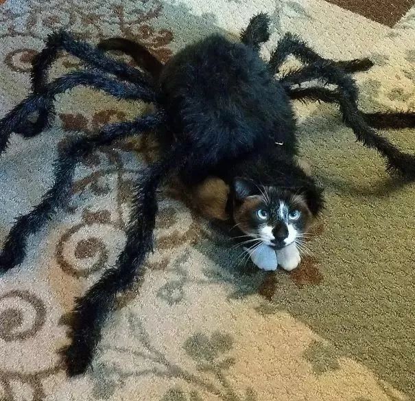 可爱猫咪万圣节,可爱的猫咪万圣节