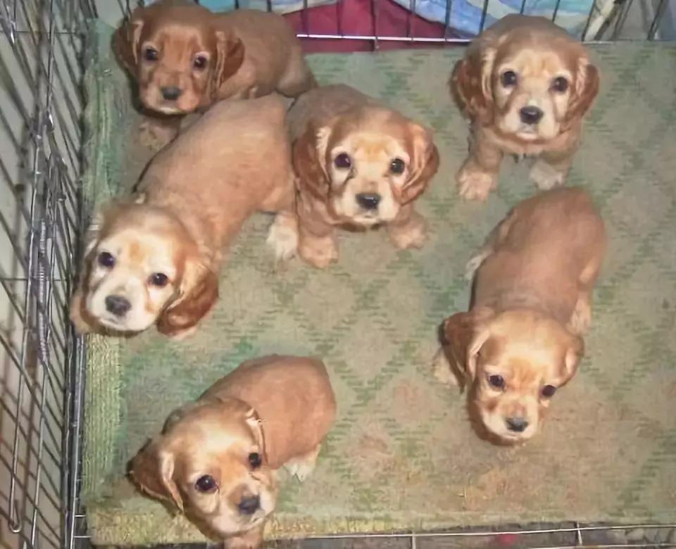 阿拉斯加肥胖的影响,阿拉斯加过于肥胖