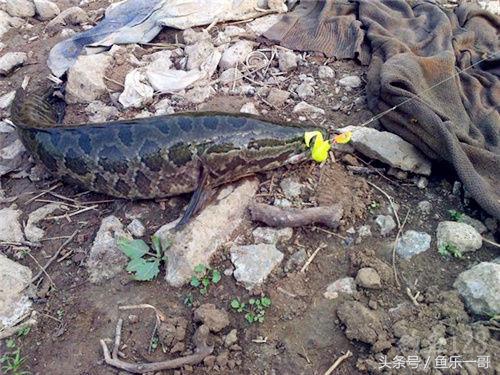 用路亚时鱼咬钩怎么判断,路亚黑鱼如何找标点分享四个技巧