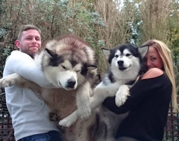 阿拉斯加肥胖的影响,阿拉斯加过于肥胖