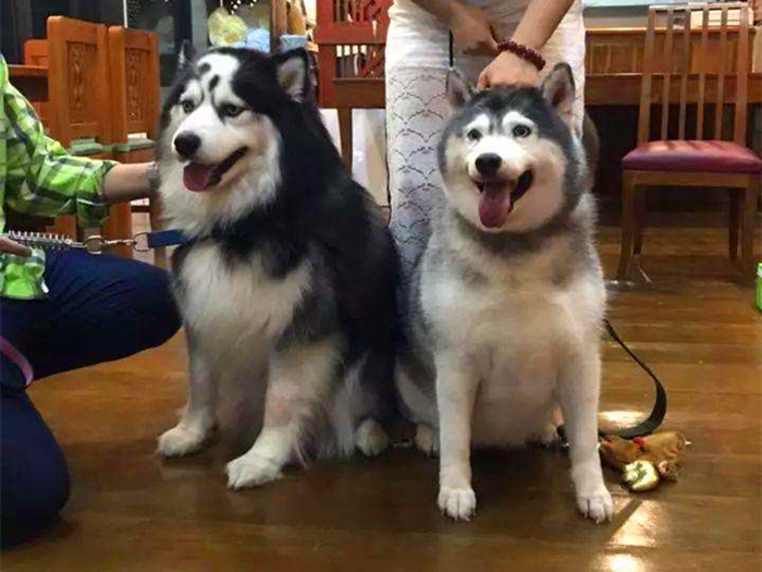 阿拉斯加肥胖的影响,阿拉斯加过于肥胖