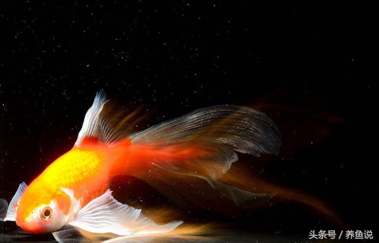 养观赏鱼口诀,养鱼技术观赏鱼入门