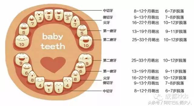 住楼房娃下边乳牙掉了怎么处理,住楼房的小孩牙齿扔哪里