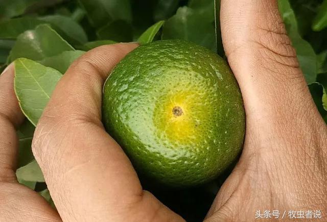 柑橘成熟果实太软怎么回事,柑橘果实发黄是怎么回事