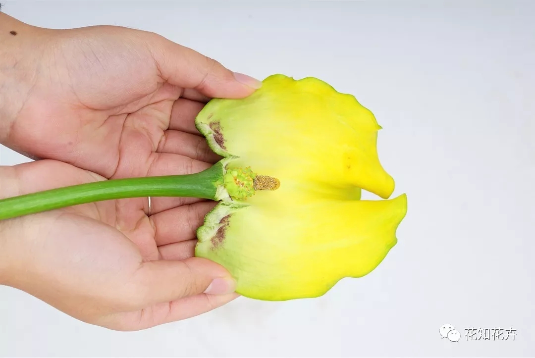 马蹄莲和海芋哪个贵,海芋和马蹄莲区别是什么